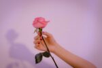 Captivating Rose Captions for Your Instagram Posts